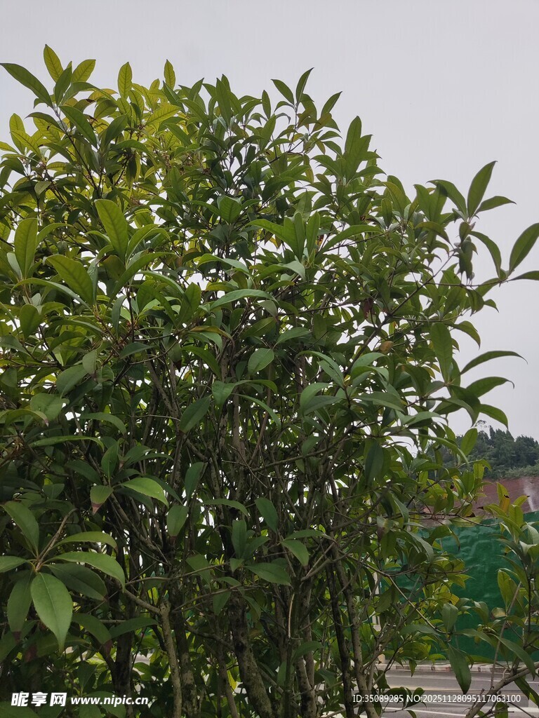 绿叶繁茂的灌木植物