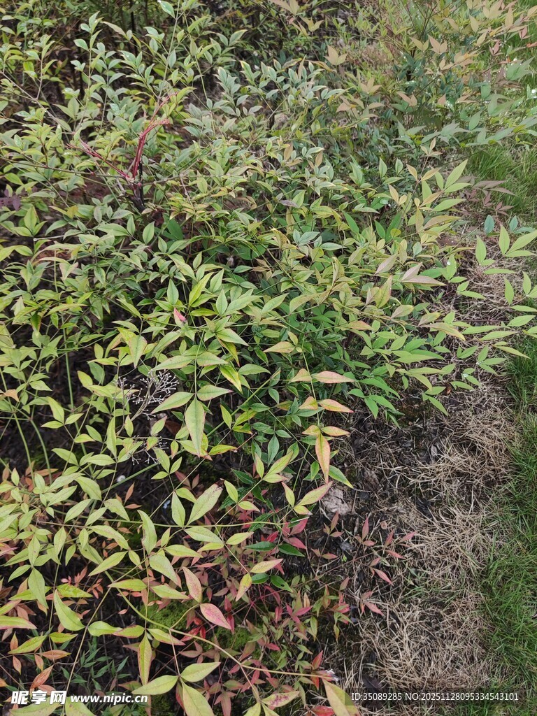 地面多彩植物景观