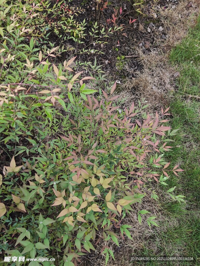 野外多彩植物景观