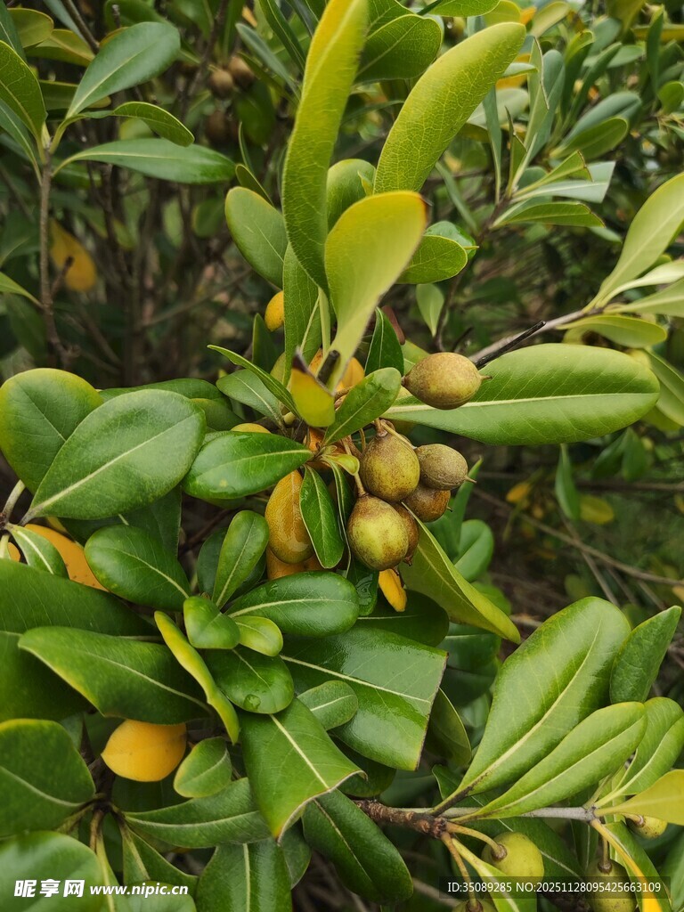 枝头黄果绿叶的枇杷树