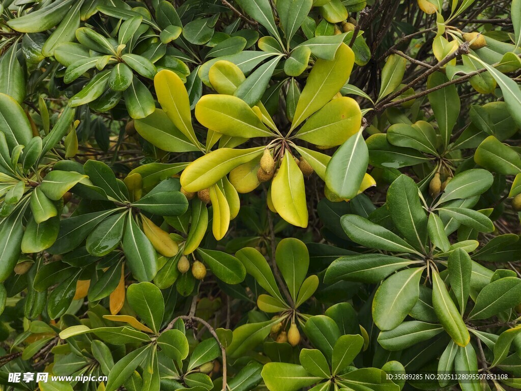 绿叶丛中的嫩黄叶片