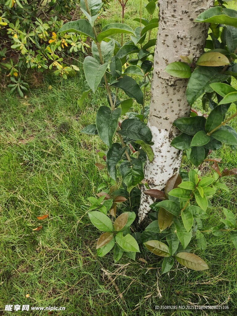 树干上的绿植与斑驳痕迹