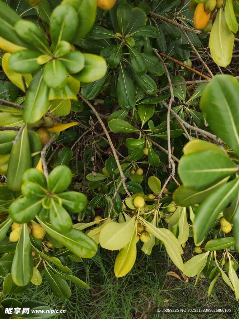绿叶间的橙黄果实