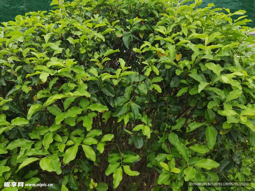 翠绿繁茂的球形绿植