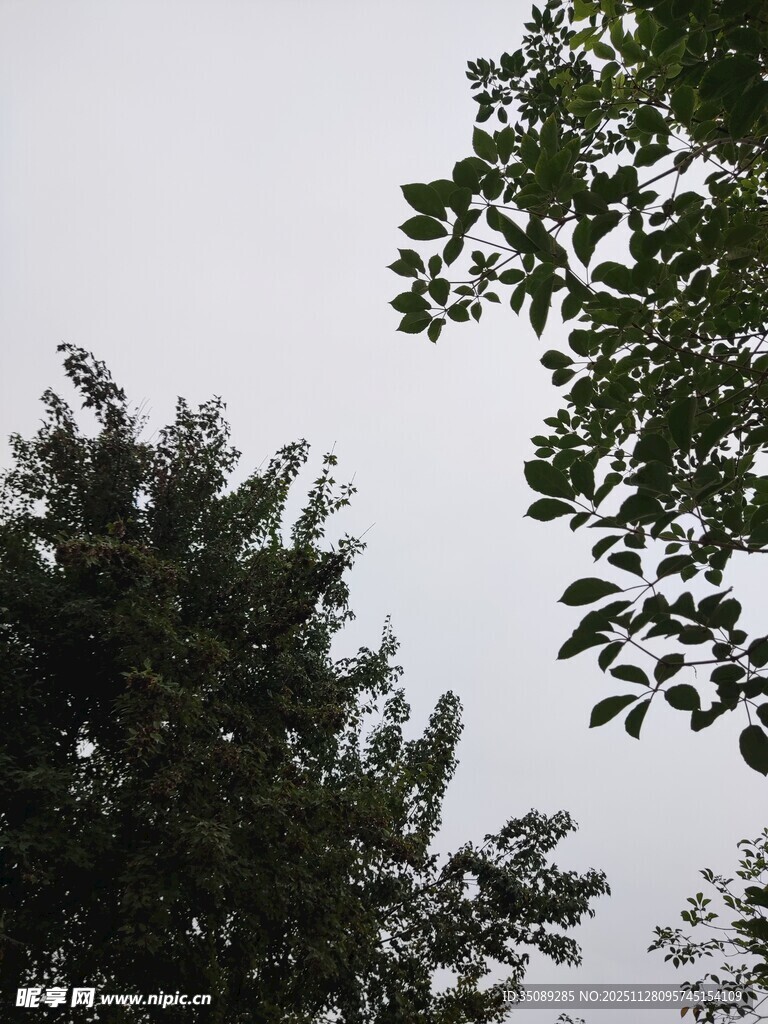 树梢上的天空与枝叶