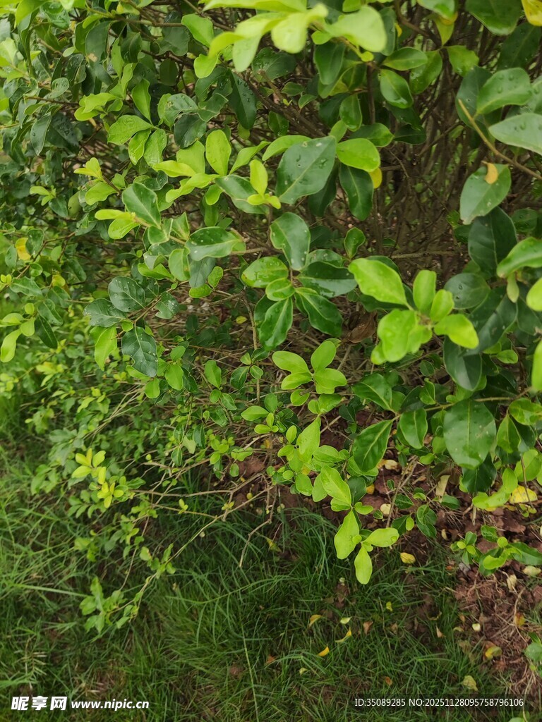 绿意盎然的繁茂植物景观