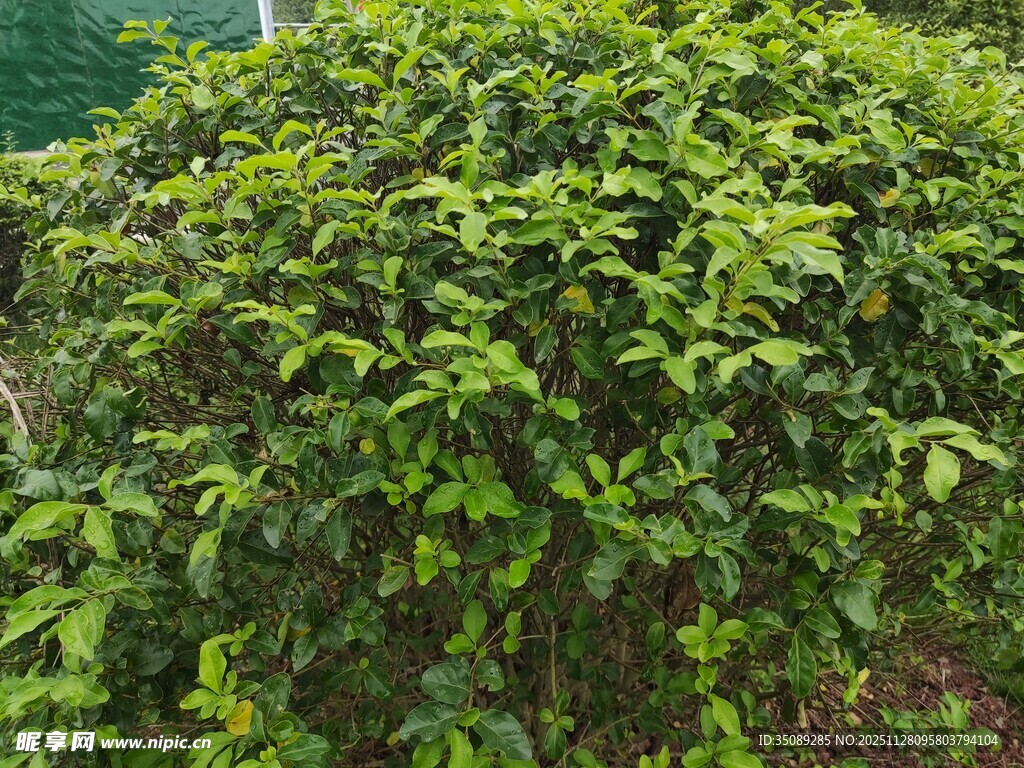 茂盛绿植灌木景观