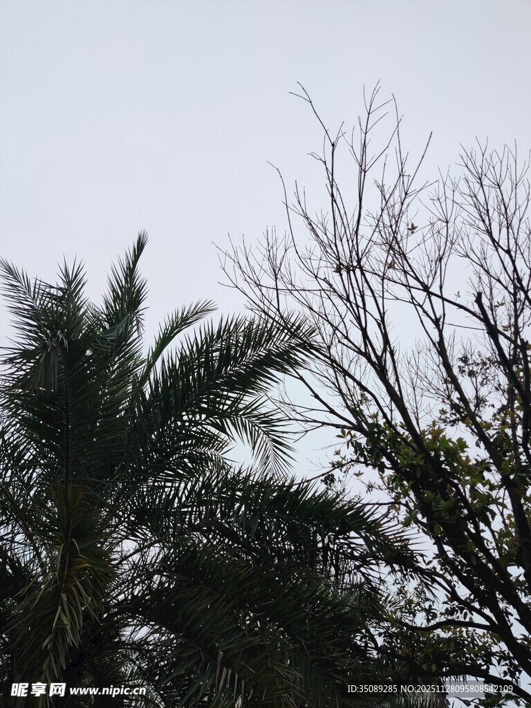 天空下的棕榈树与枯树枝