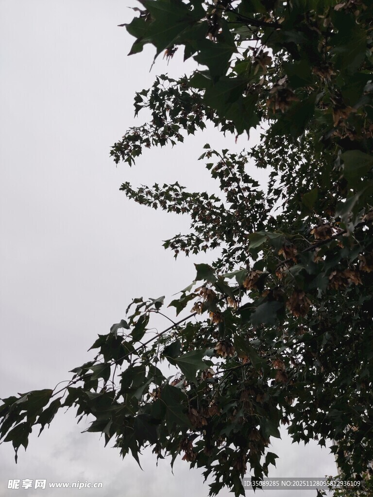 枝头绿叶映灰白天空