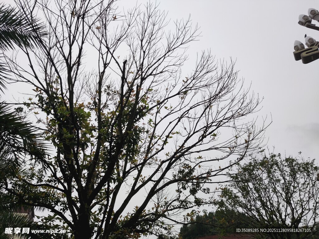 枯树景象枝头仍有绿意