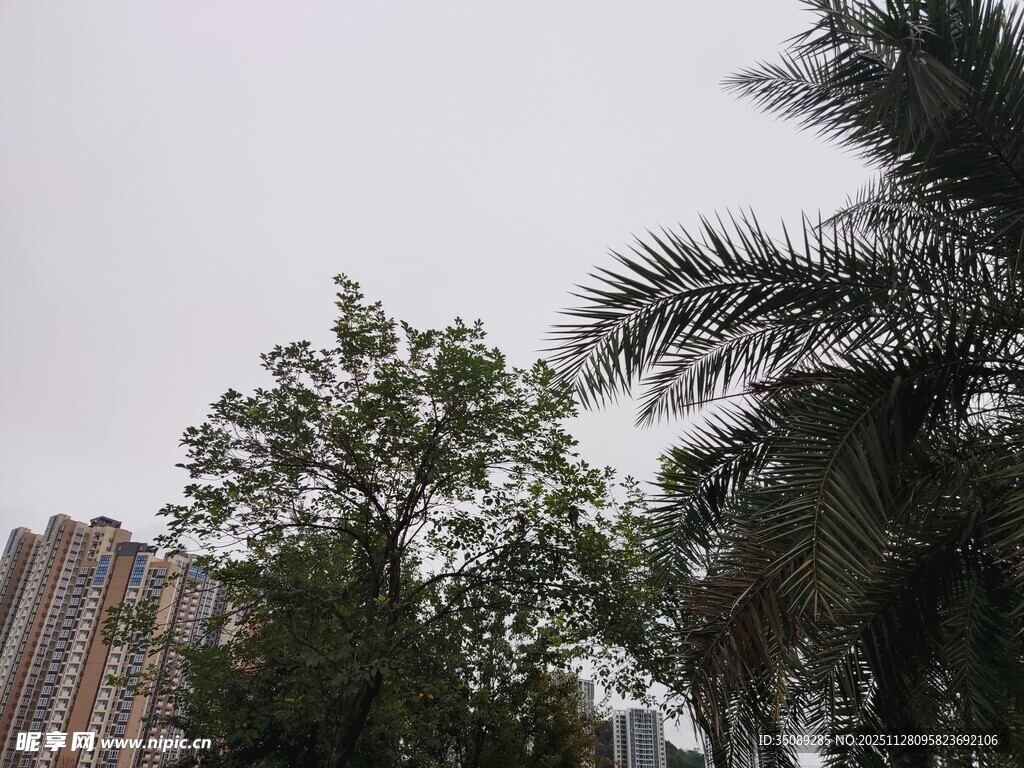 城市中的绿树与高楼