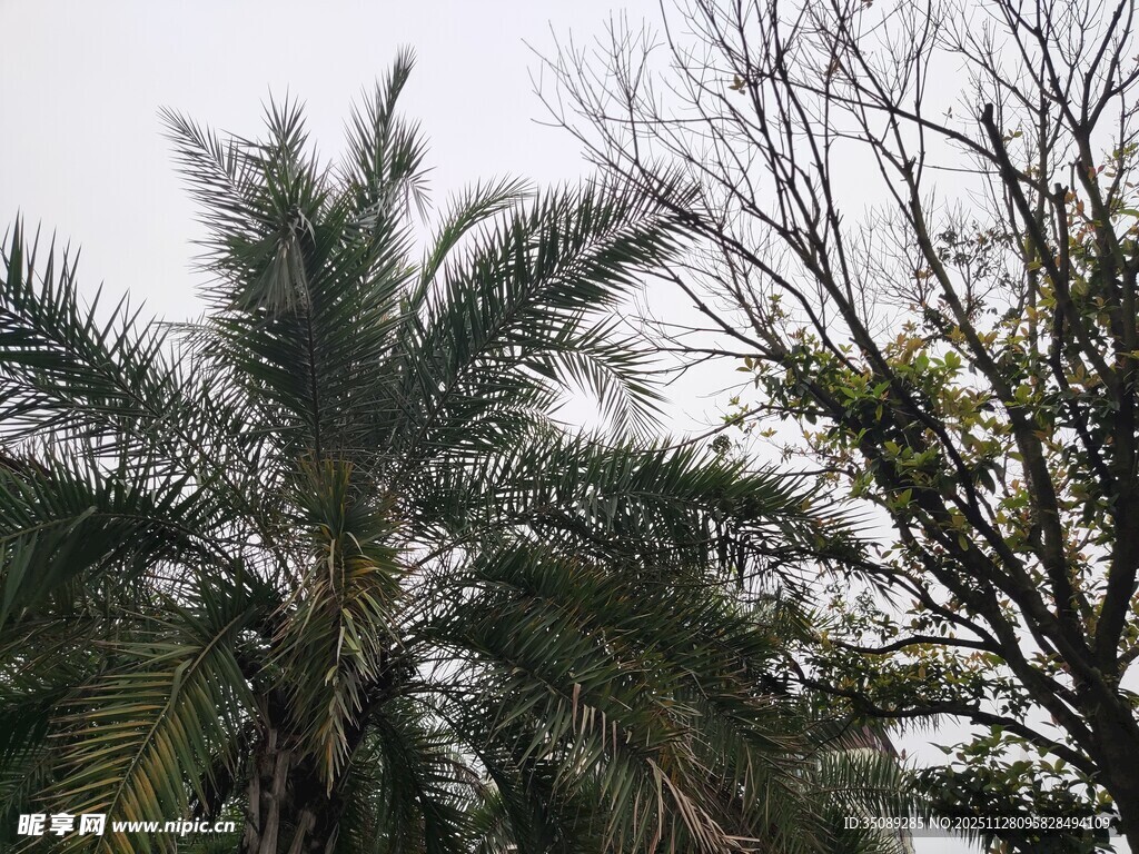 户外棕榈树景观