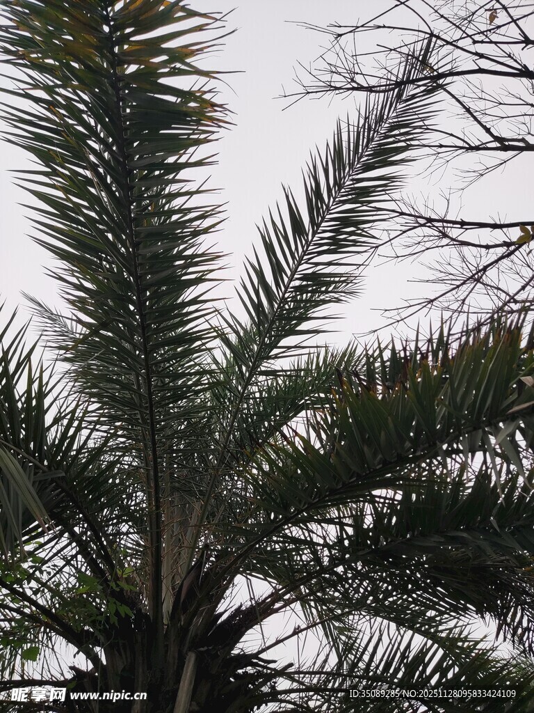 高大棕榈树的繁茂枝叶