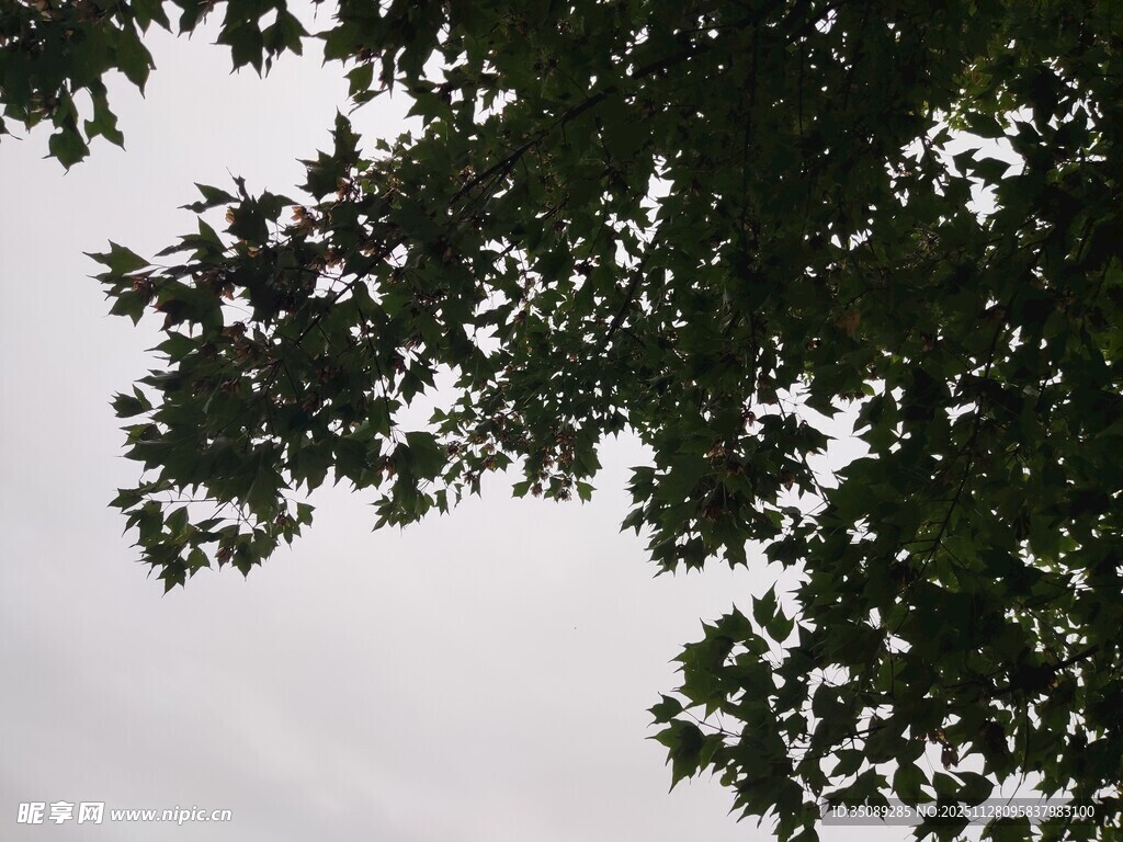 仰视枝叶间的天空