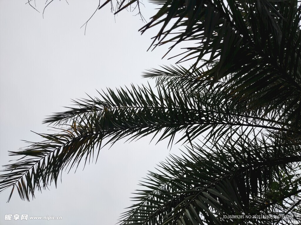 棕榈树枝叶展现自然之美