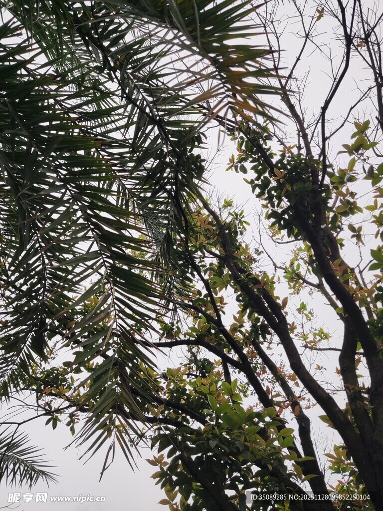仰视视角下的繁茂树木枝叶