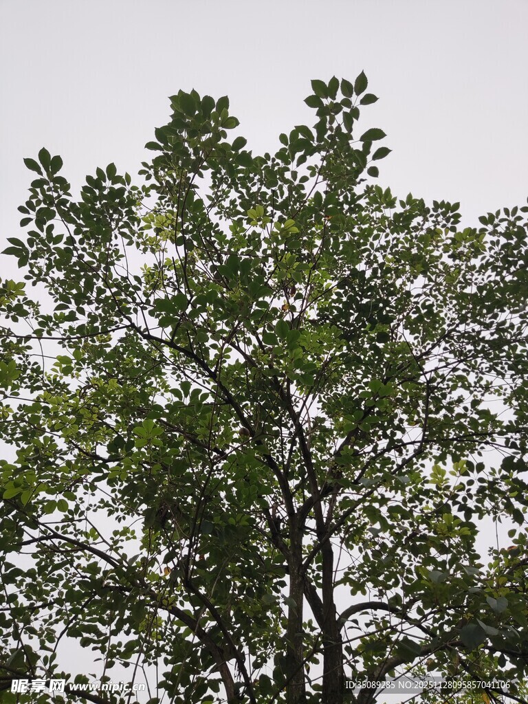 枝叶繁茂的绿树