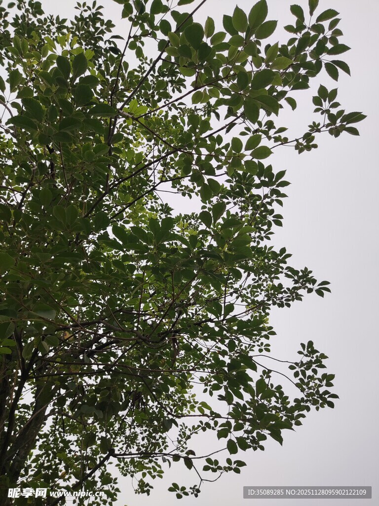 绿叶繁茂的树木