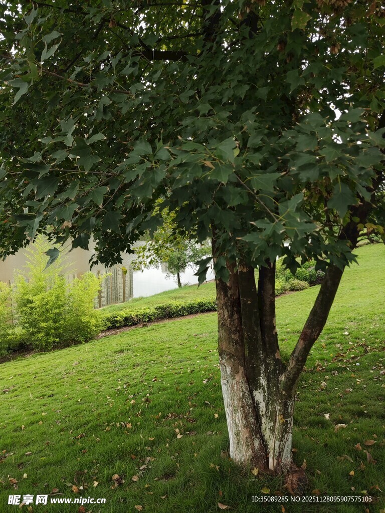 树下绿草如茵的自然景致