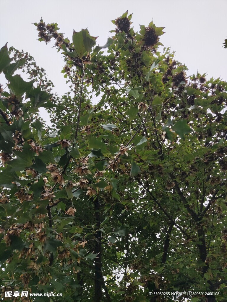 绿叶繁花的树木景观