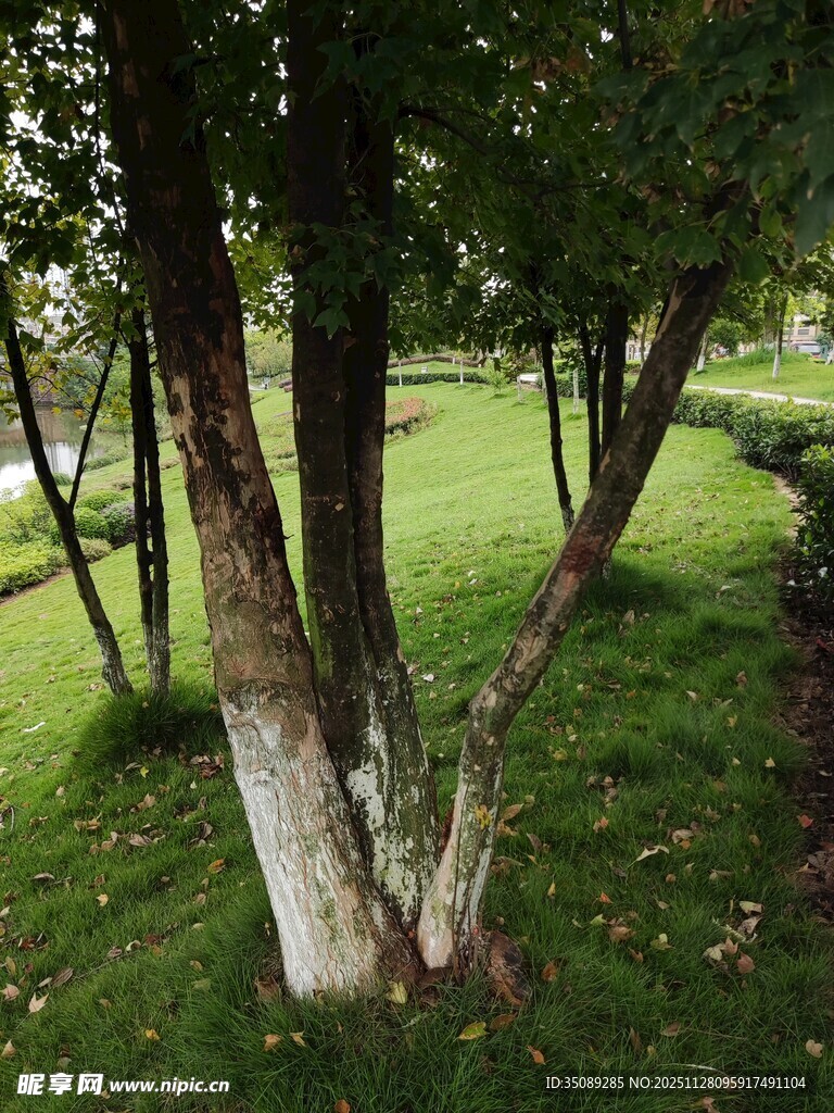 林间葱郁树木与翠绿草地