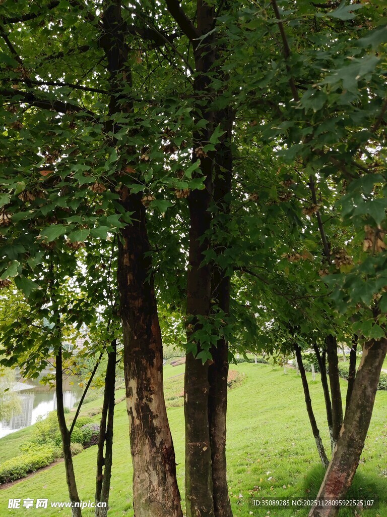 林间绿意盎然的静谧景致