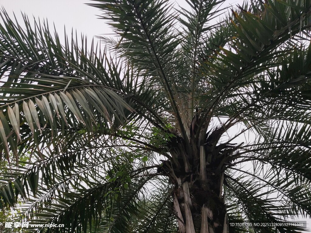 高大挺拔的棕榈树景观