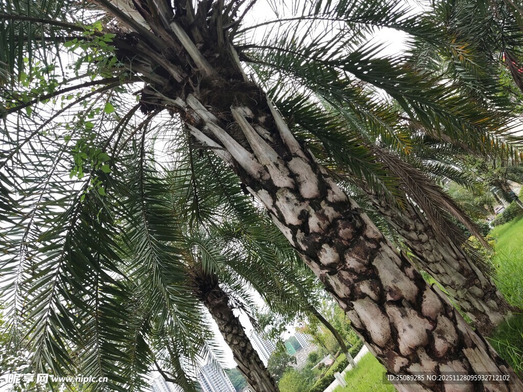 高大挺拔的棕榈树景观