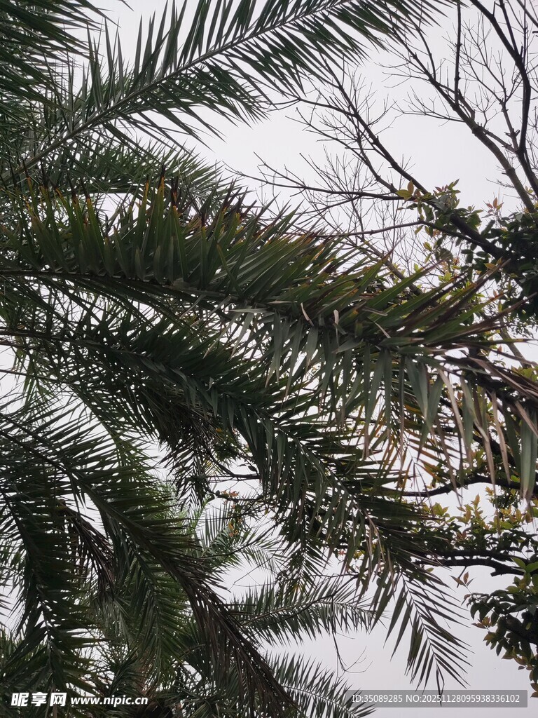 棕榈树枝叶特写