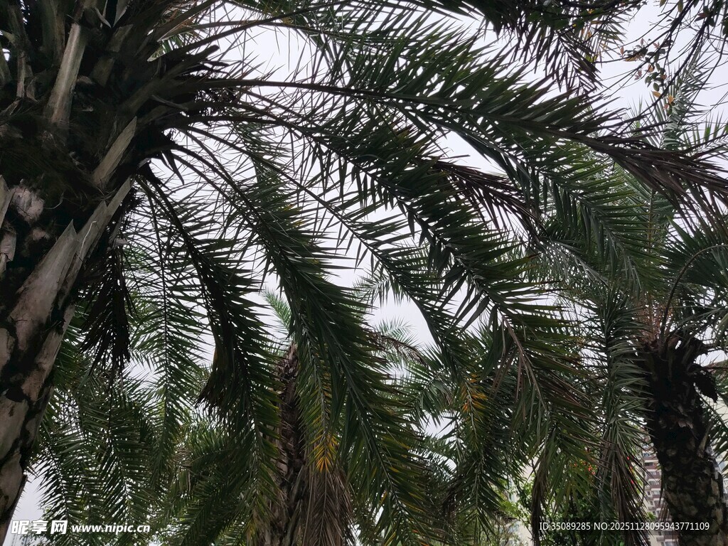 茂密棕榈树林景观