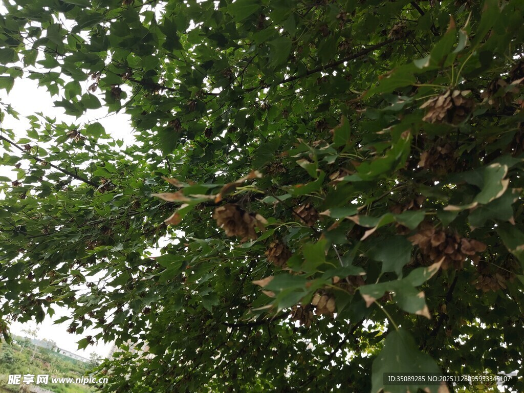 繁茂绿叶间的自然景致