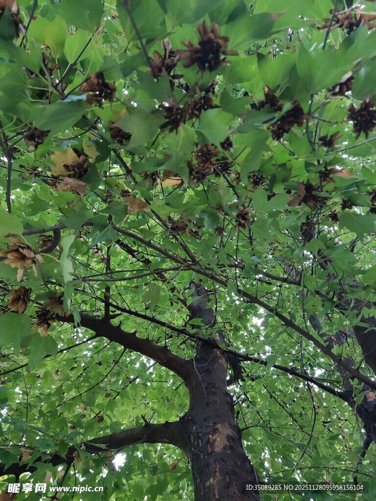 茂密松树枝叶与松果