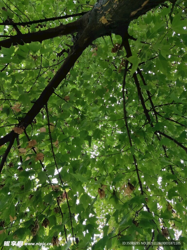 仰视繁茂枝叶的绿意世界