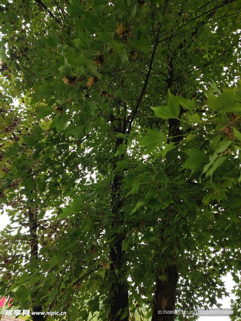 茂密绿树阳光斑驳景象