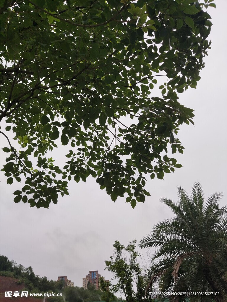 枝叶繁茂下的朦胧天空