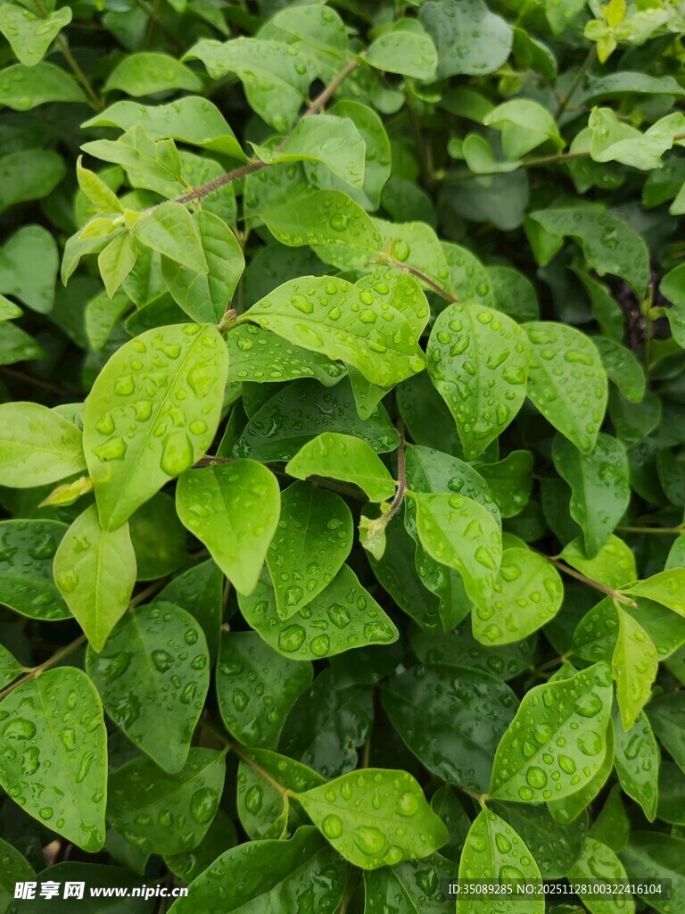 翠绿叶片上的晶莹水珠