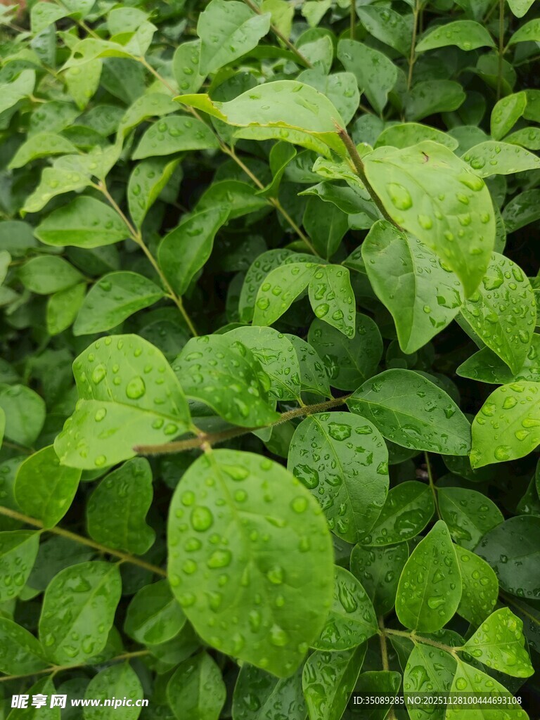 翠绿叶片上的晶莹水珠