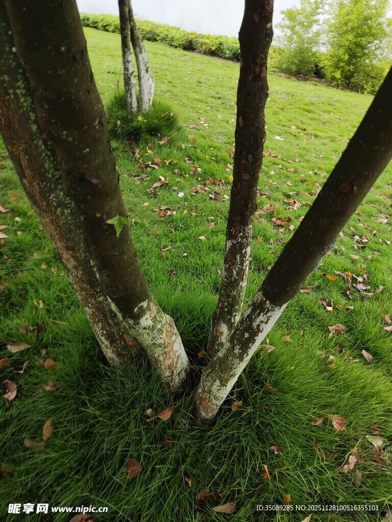 林间树干与嫩绿草地景象