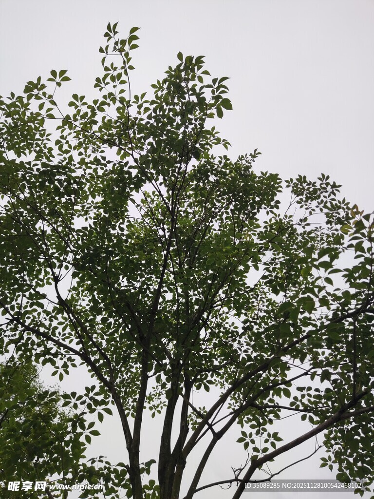 枝叶繁茂的高大树木