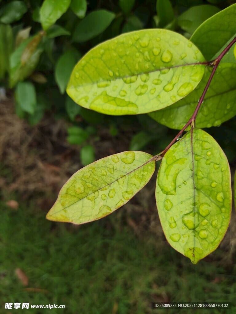 嫩绿叶片上的晶莹水珠