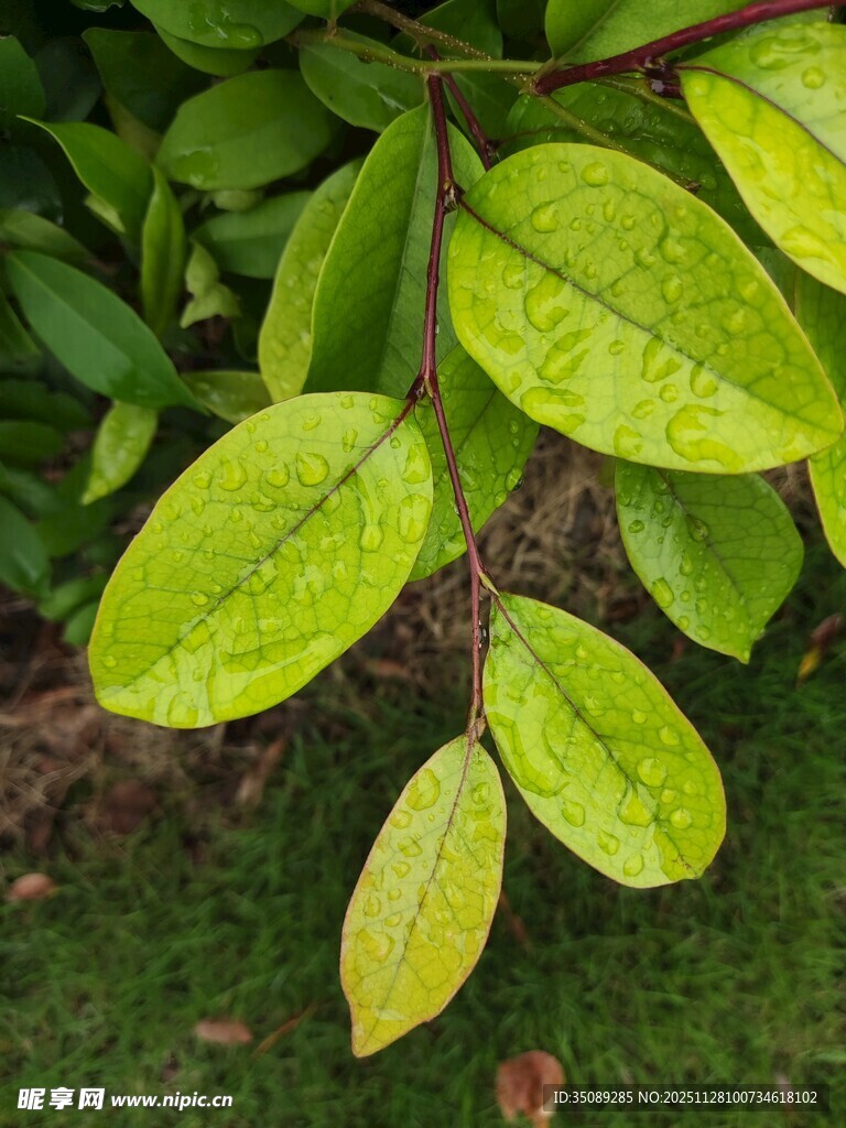 翠绿叶片上的晶莹水珠