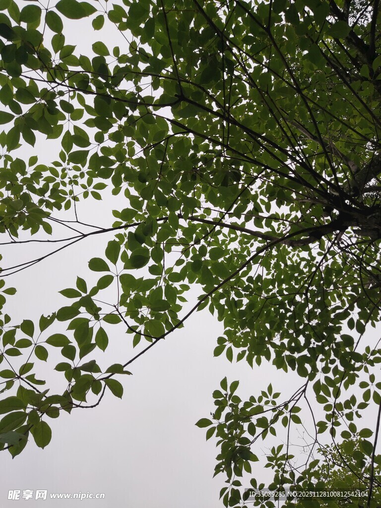 绿叶繁茂的树枝