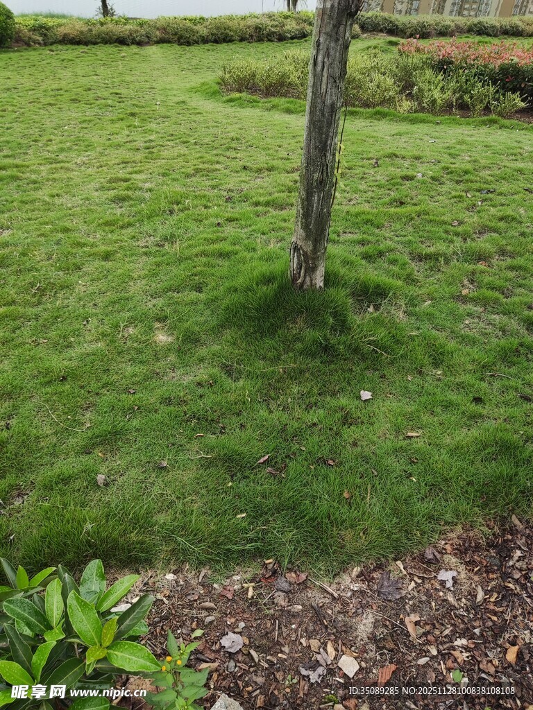 绿意盎然的草地与小树