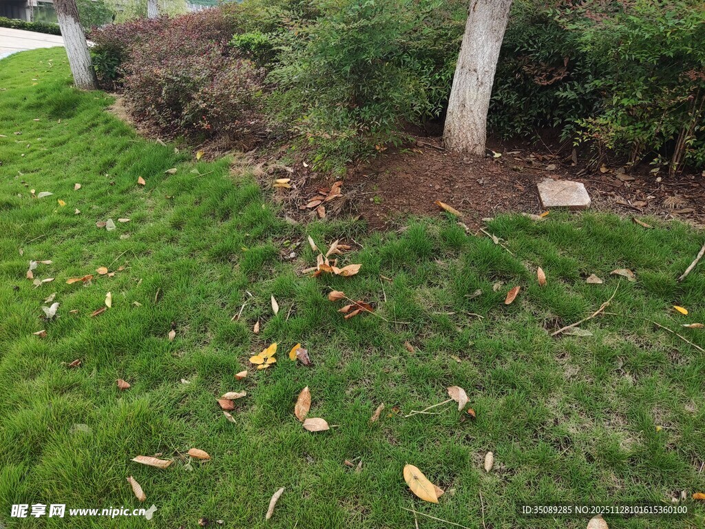 树下草地散落枯黄树叶