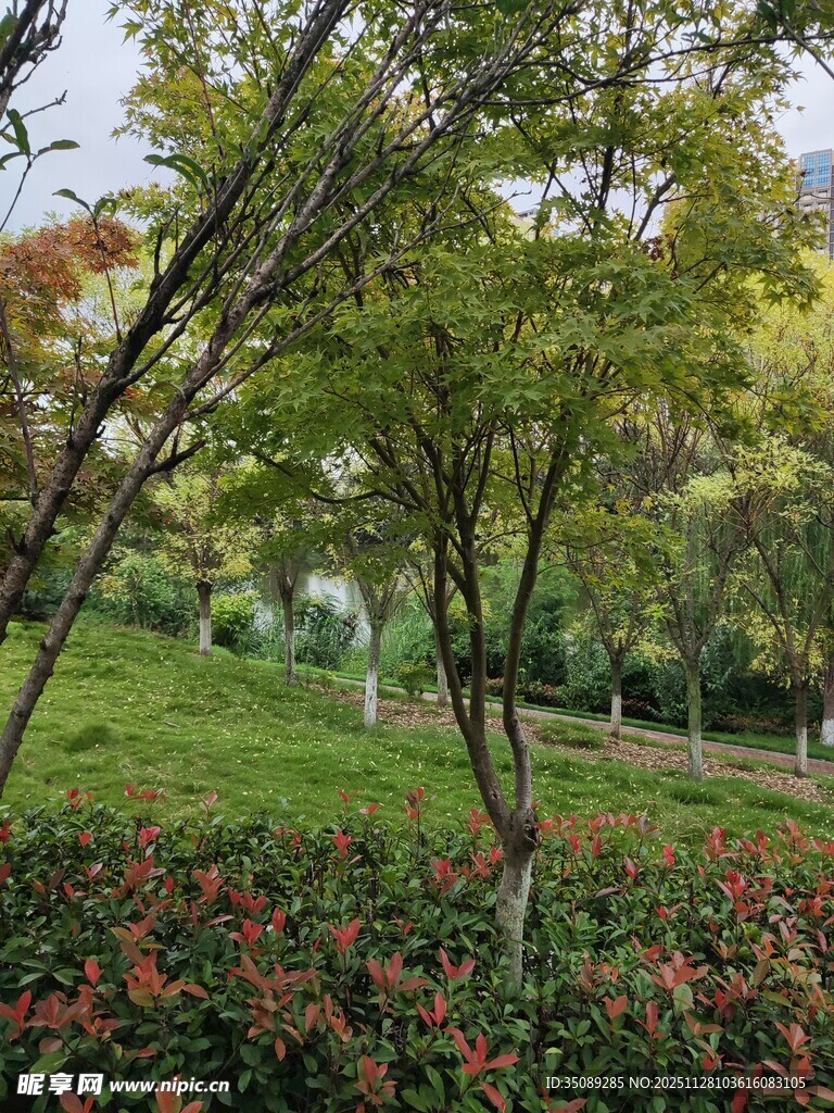 公园绿意盎然的树木景观