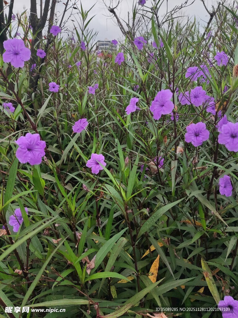 紫色小花绽放于草丛间