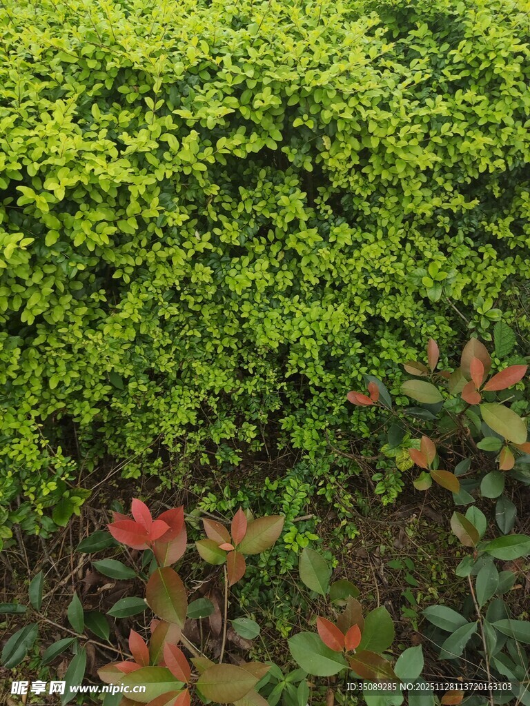 翠绿灌木与红色植物相映