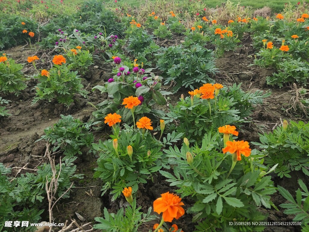 田野中的鲜艳万寿菊绽放