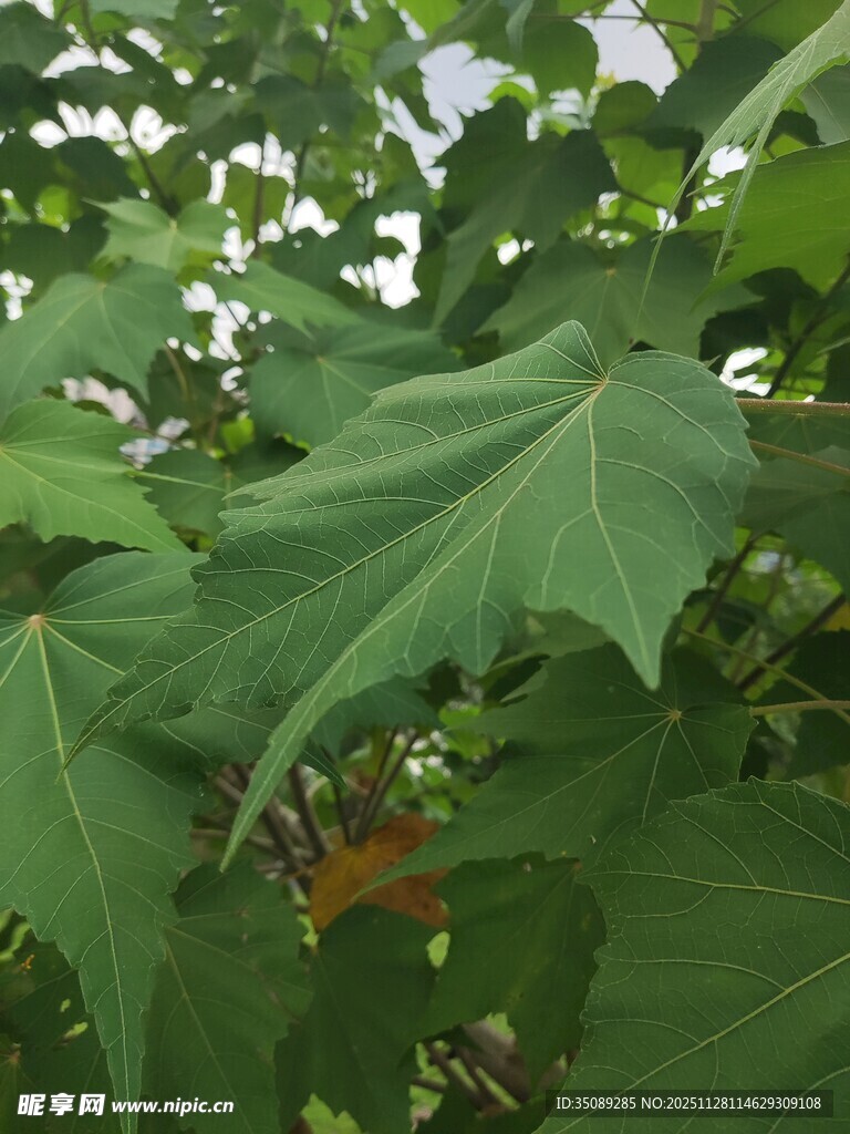 翠绿繁茂的植物叶片