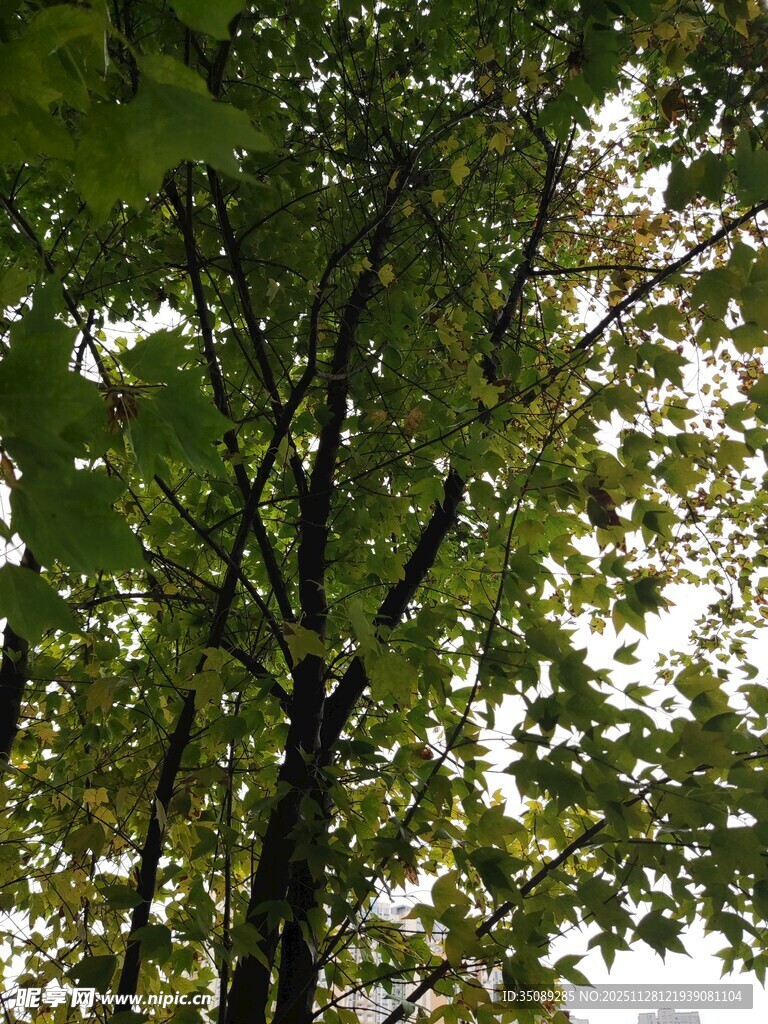 仰视视角下的繁茂绿树